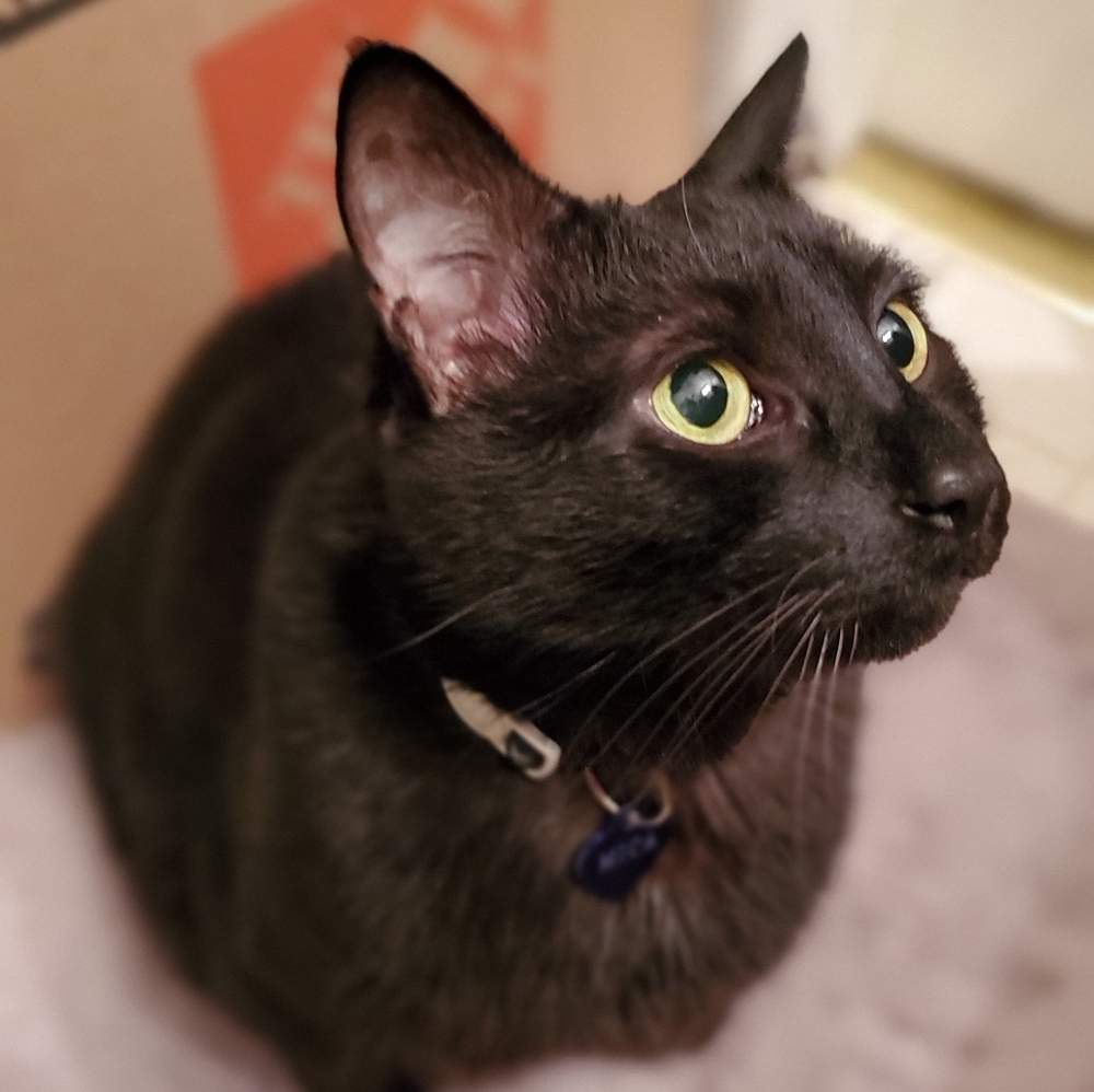 Meet your Posher, Tara